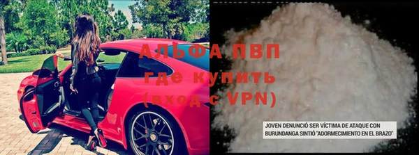 прущие грибы Абаза