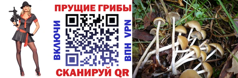 купить наркотик  Агрыз  Галлюциногенные грибы Cubensis 